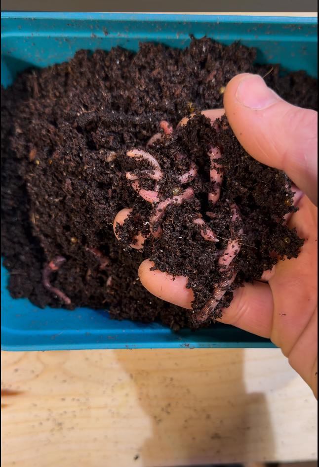 42 Days in a Box: The Unexpected Survival Story of Our Compost Worms