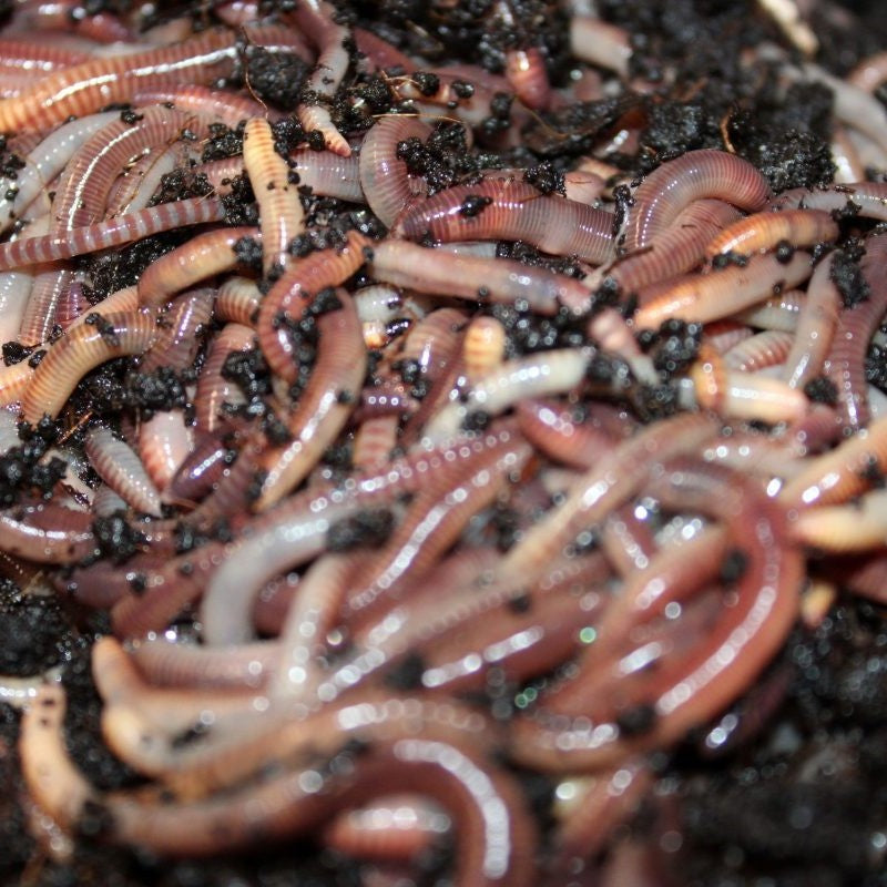 How to Use Worm Castings: Nature’s Ultimate Soil Booster