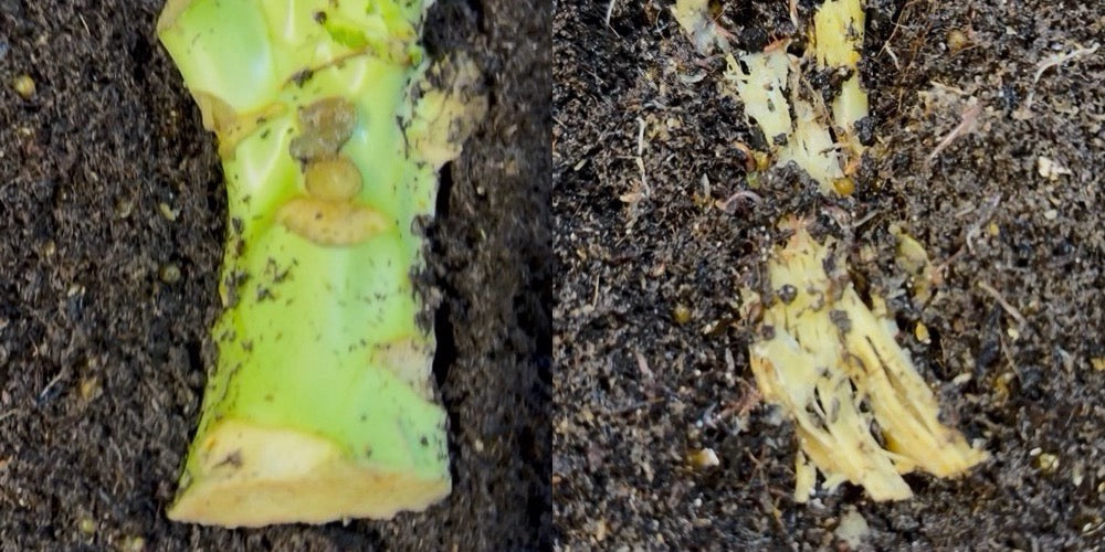 Does Freezing Worm Food Make a Difference? I Tested It