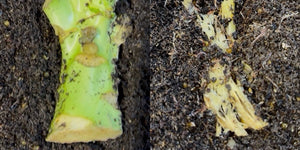 Does Freezing Worm Food Make a Difference? I Tested It