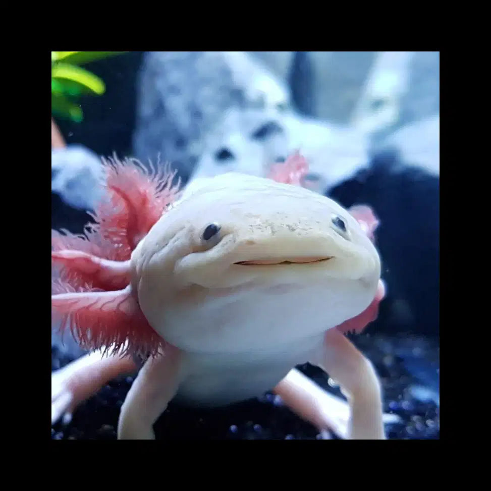 What Can Axolotls Eat? The Ultimate Guide to Safe Live Food