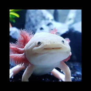 What Can Axolotls Eat? The Ultimate Guide to Safe Live Food