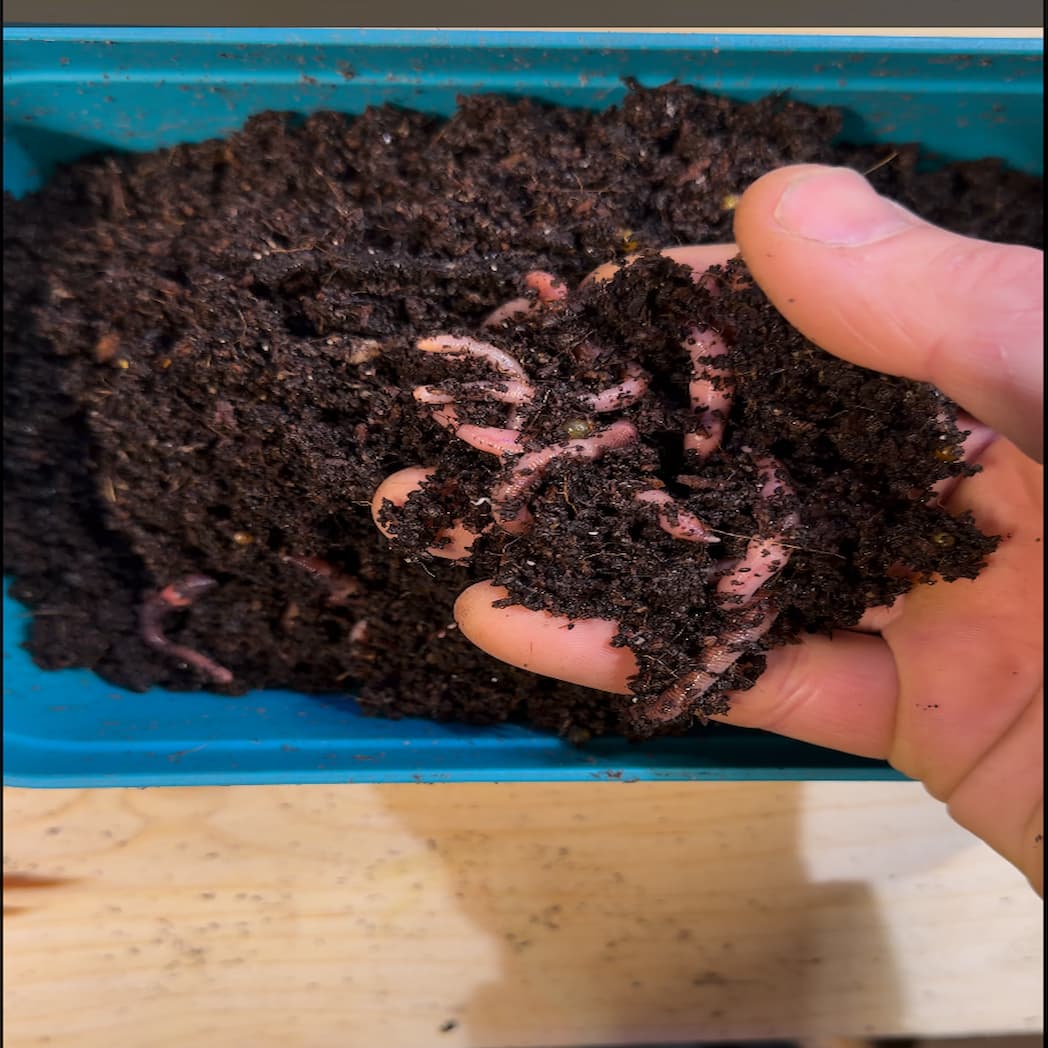 42 Days in a Box: The Unexpected Survival Story of Our Compost Worms