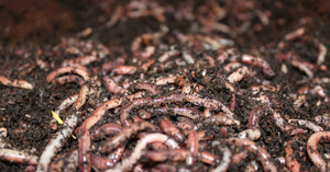 Can Axolotls Eat Garden Worms? The UK Risk Explained