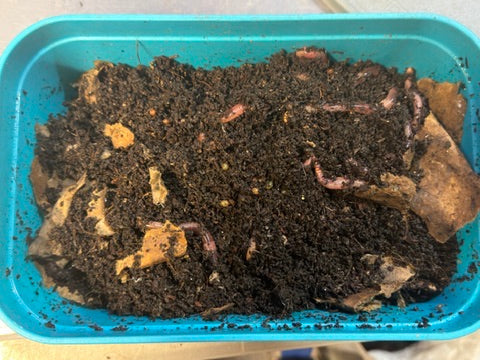 How to Store Worms for Axolotls (So They Actually Stay Alive)