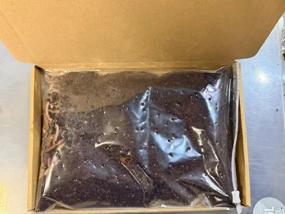 Live worms for axolotls. Dendrobaena worms for feeding axolotls