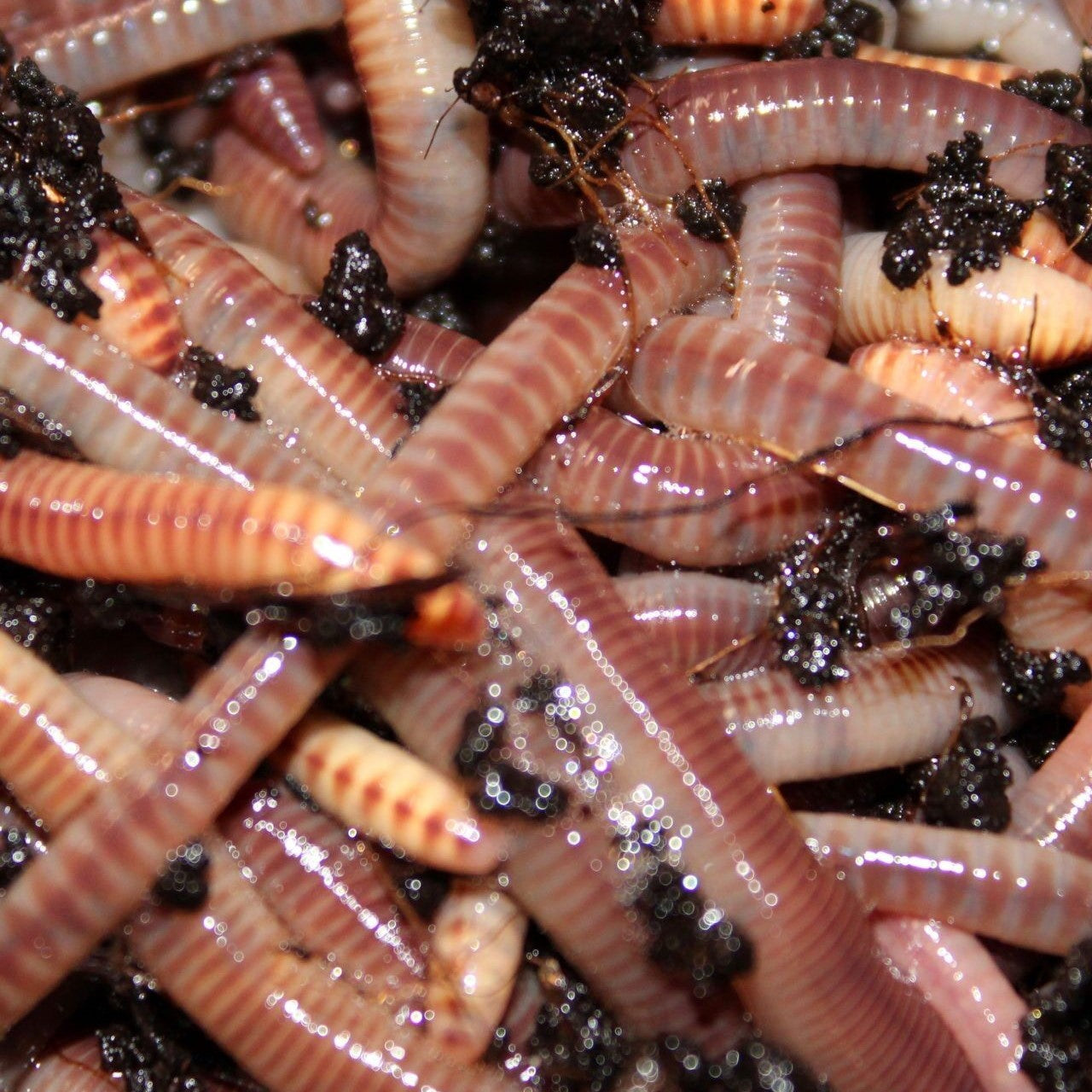 Large Dendrobaena Worms – Premium Live Bait Freshly Harvested in Yorkshire. Ideal for Carp, Barbel, and Perch.