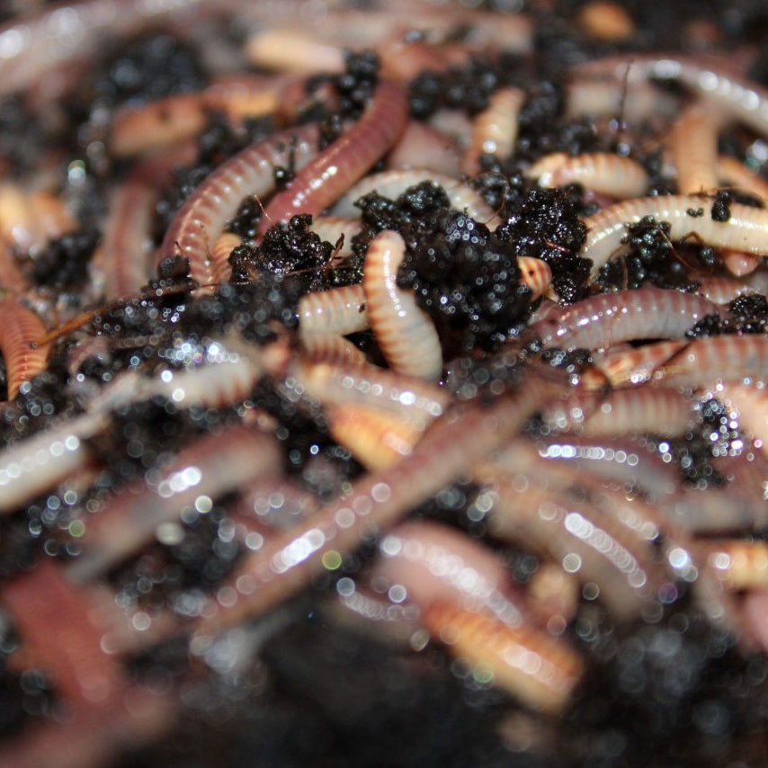 The Ultimate Composting Duo – Mixed Worm Pack Contains Dendrobaena veneta & Eisenia fetida