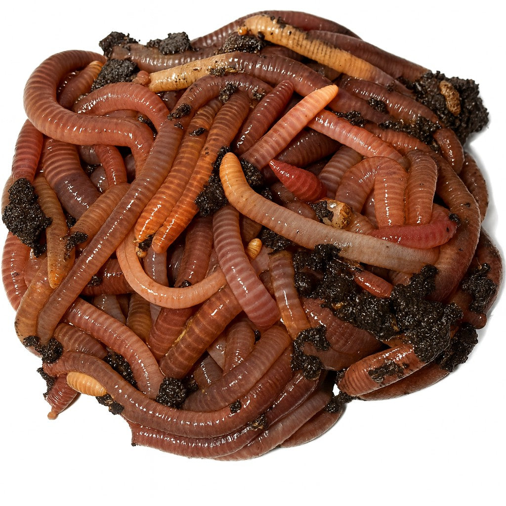 Premium Live Worms for Axolotls (Dendrobaena) Fresh, Clean & Organic – The Perfect Staple Diet