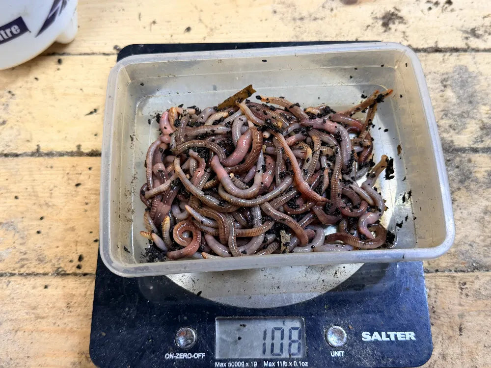 Live worms for axolotls. Dendrobaena worms for feeding axolotls