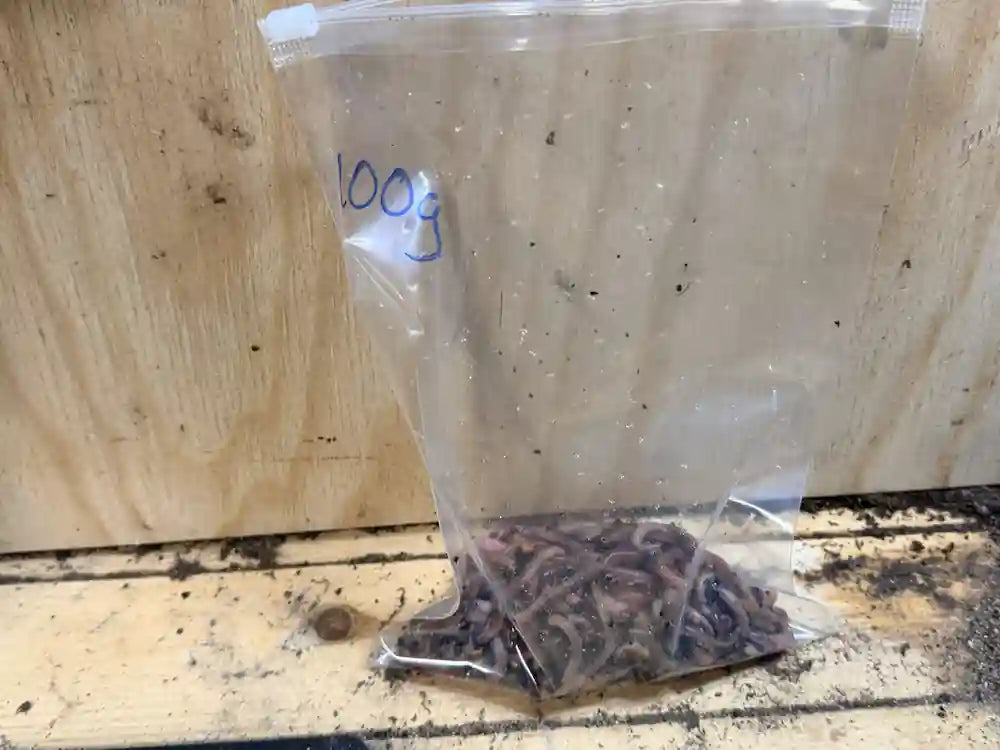 Live worms for axolotls. Dendrobaena worms for feeding axolotls