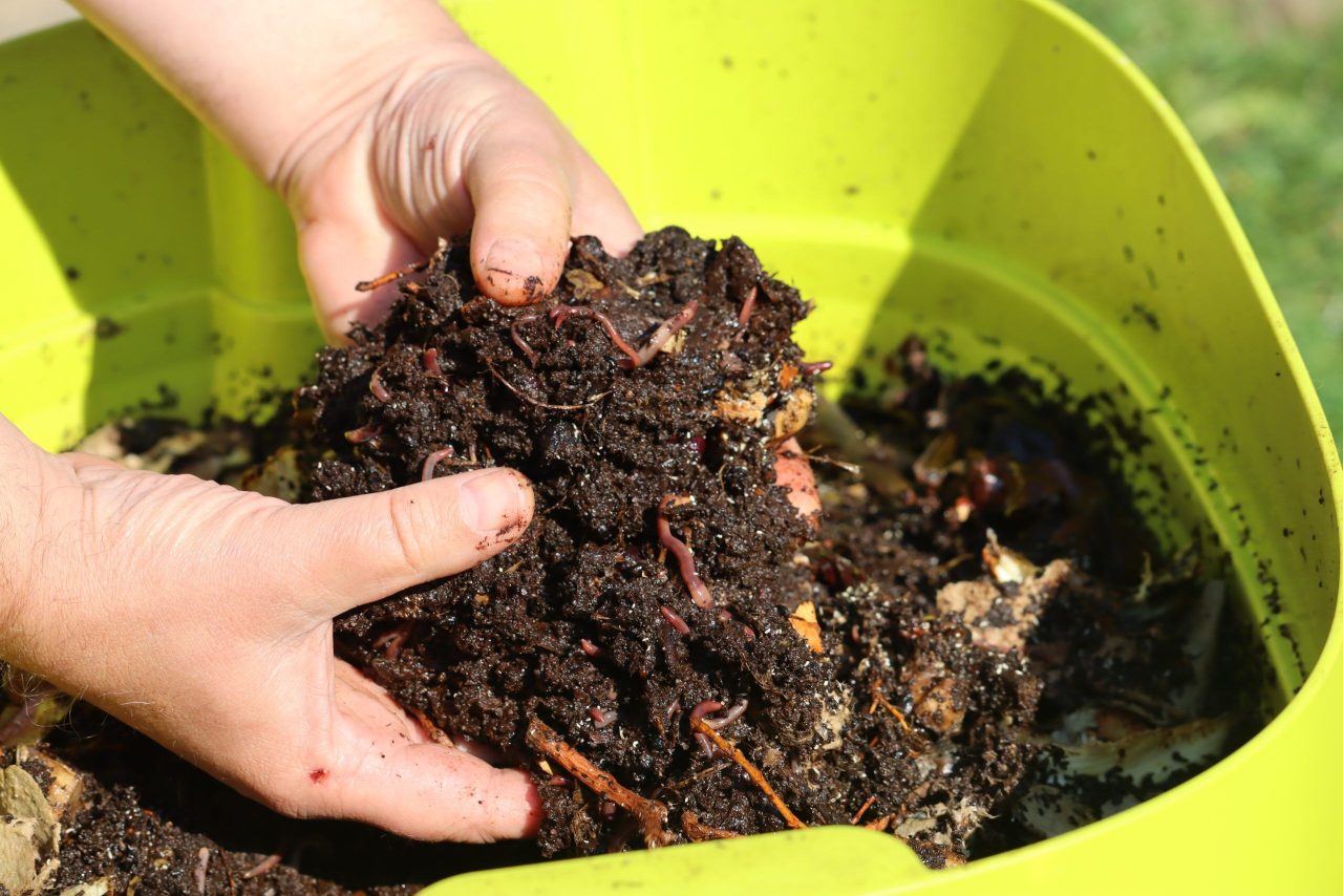 The Ultimate Composting Duo – Mixed Worm Pack Contains Dendrobaena veneta & Eisenia fetida