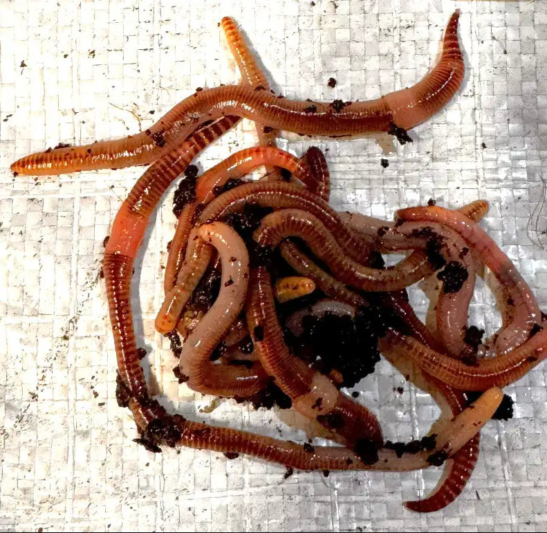 Large Dendrobaena Worms – Premium Live Bait Freshly Harvested in Yorkshire. Ideal for Carp, Barbel, and Perch.