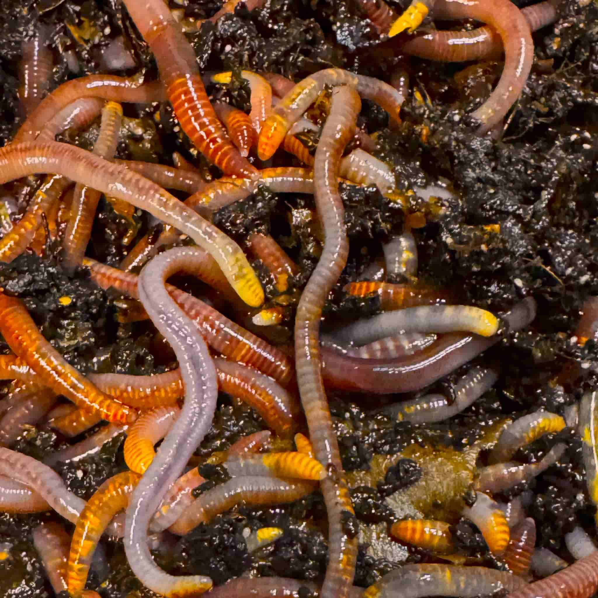 Eisenia fetida (Red Wigglers) – The Gold Standard Composting Worm The voracious, hardy solution for turning kitchen waste into garden gold.