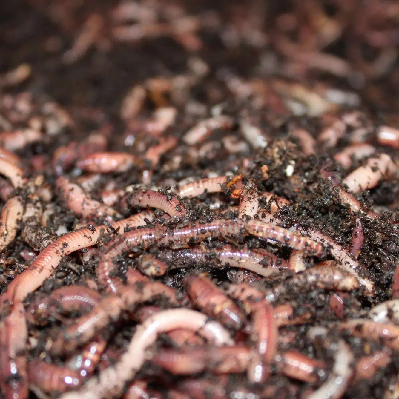 Premium Dendrobaena Worms – Fresh, Hand-Picked and Lively. The durable bait for Rivers, Canals, and Stillwaters.