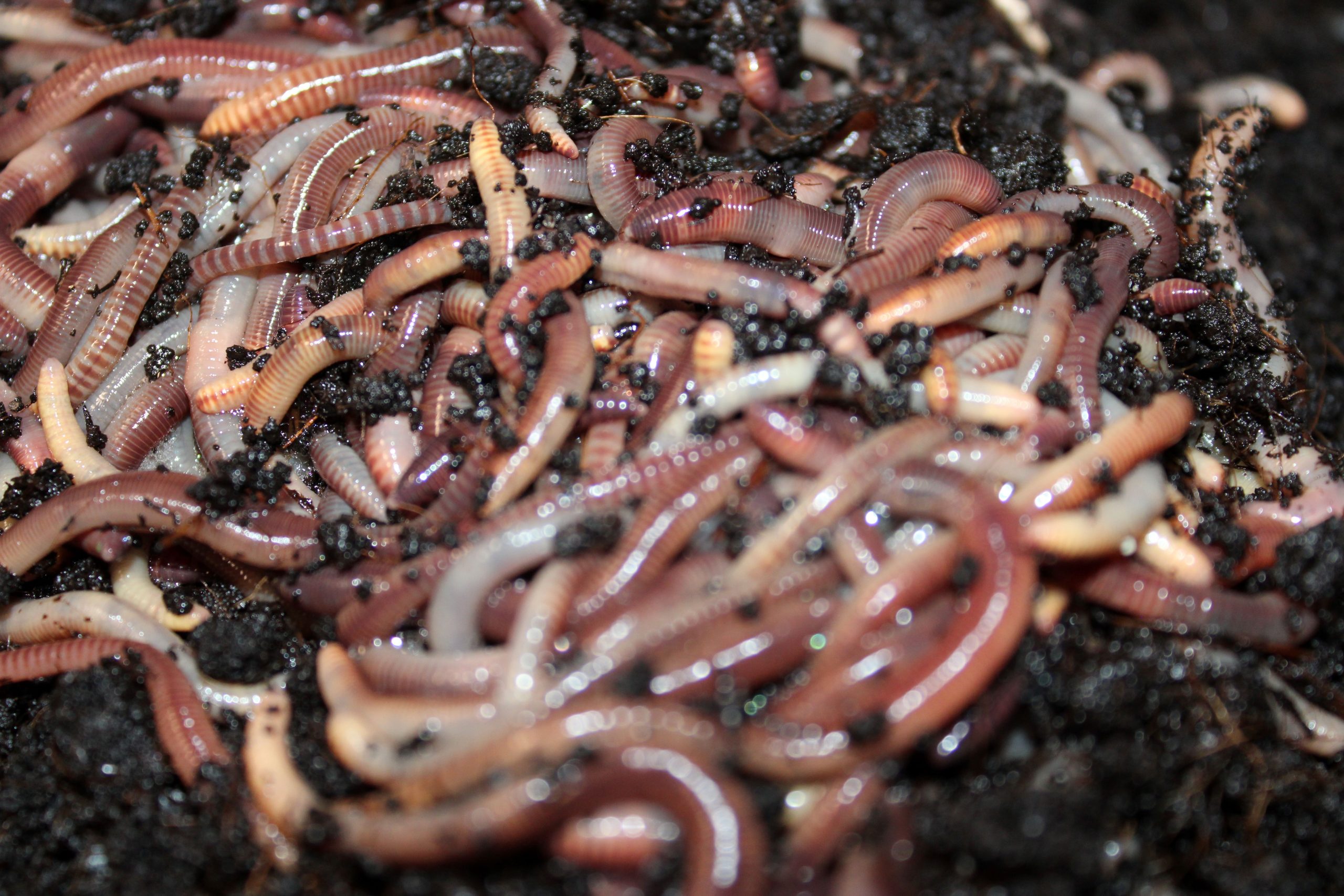 Axolotl Worms Delivered To You by Wormi Vermi