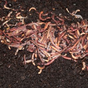 Fishing Worms