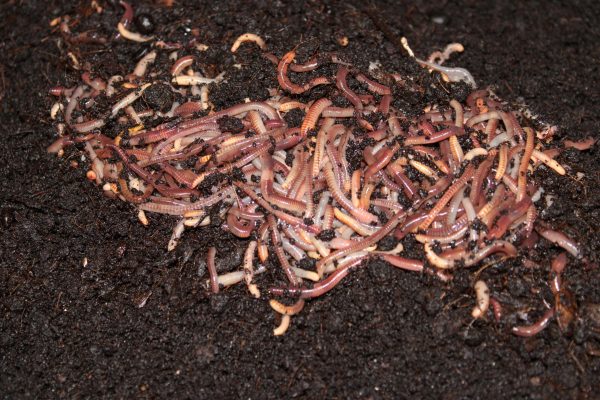 Fishing Worms