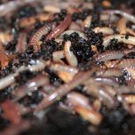 Composting Worms