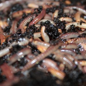 Composting Worms