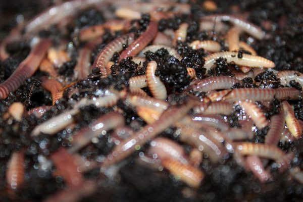 Composting Worms