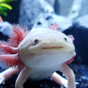 Axolotl Worms
