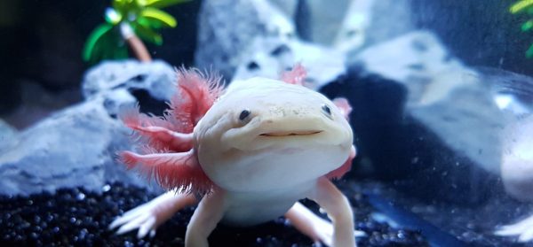 Axolotl Worms