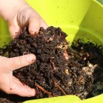 Composting Worms - Image 2