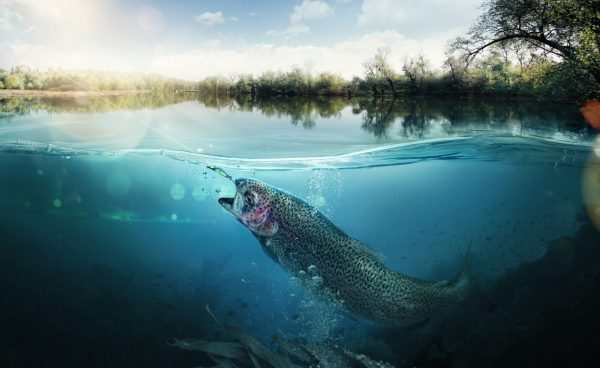 Fishing Worms - Image 2