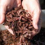 Axolotl Worms - Image 2