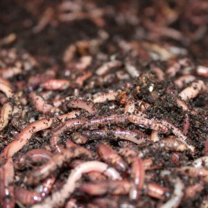 Fishing Worms