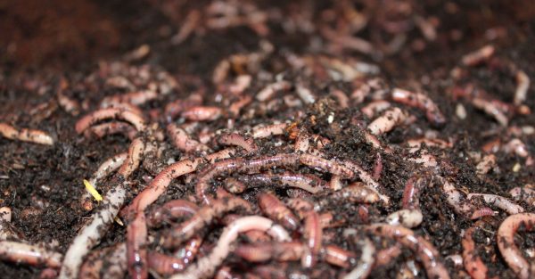 Fishing Worms